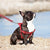 Small Dog Harness and Leash