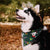 Christmas Dog Bandana Collar