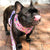 Cute Colorful Dog Harness